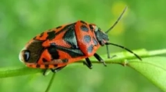 Cum să scapi de bug-uri de soldați